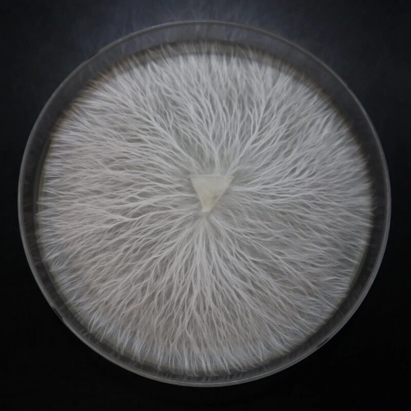 Mushroom Culture Agar Petri South Africa