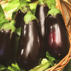 Eggplant - Aubergine - Black Beauty