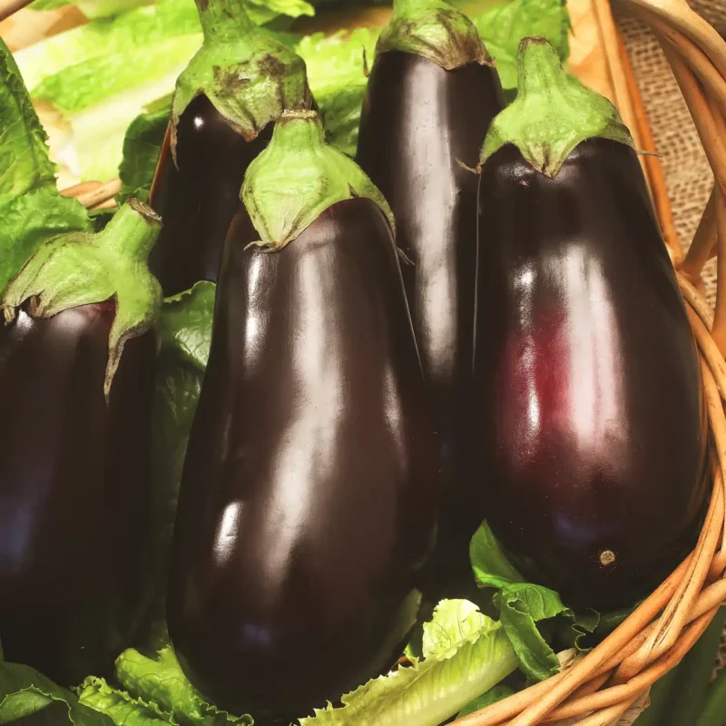 Eggplant - Aubergine - Black Beauty