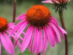 Flowers - Echinacea Purpurea