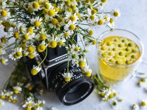 Flowers - German Chamomile