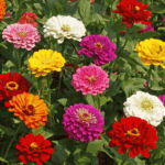 Flowers - Zinnias