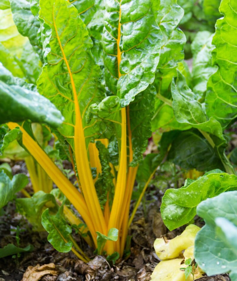 Swiss Chard - Golden Ribbed