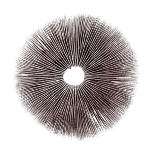 mushroom spore print