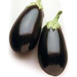 Brinjal Eggplant - Night Shadow - Organic Seeds