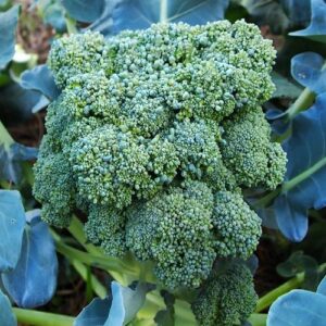 Broccoli - Green Sprouting - Organic Seeds