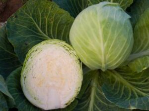 Cabbage - Dotterfelder White - Organic Seeds