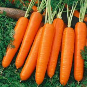 Carrot - Nates - Organic Seeds