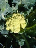 Cauliflower - Neckarperle - Organic Seeds