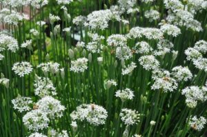 Chives - Garlic - Organic Seeds