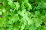 Coriander - Dhania Cilantro - Organic Seeds