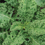 Kale - Halbhoher - Organic Seeds