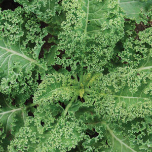 Kale - Halbhoher - Organic Seeds