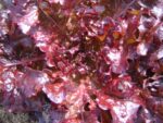 Lettuce - Battavia - Lollo Rosso - Organic Seeds