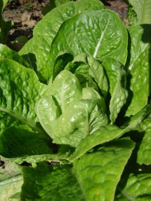 Lettuce - Cos St Blaise - Organic Seeds