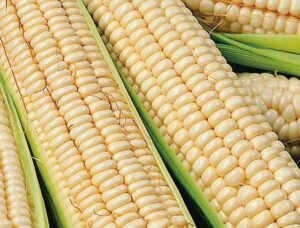 Maize - Kalahari Early Pearl - Organic Seeds