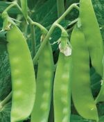 Pea - Oregon Sugar Pod - Organic Seeds