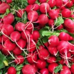 Radish - Cherry Belle - Organic Seeds