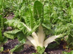 Spinach - Swiss Chard - Brilliant - Organic Seeds