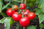 Tomato - Money Maker - Organic Seeds