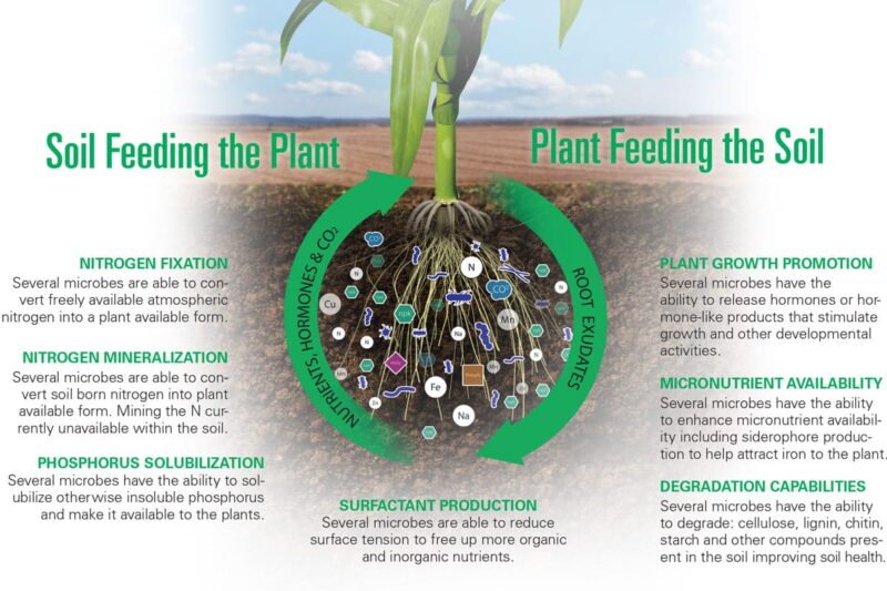 ENVIRONOC 401 Soil Microbes