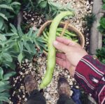 Violetta Fava Purple Broad Bean Pers Boerboon Petrus