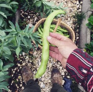 Violetta Fava Purple Broad Bean Pers Boerboon Petrus