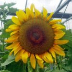 Giant Grey Striped Sunflower