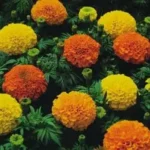 Flowers - Marigold