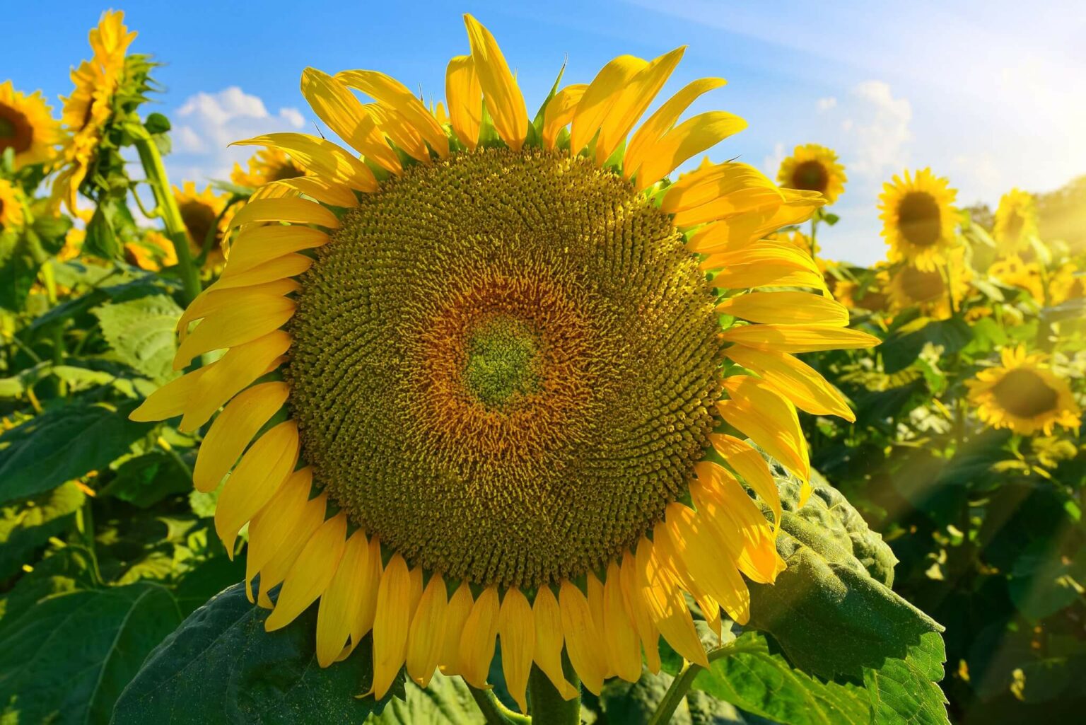 Sunflowers - Giant Mongolian – GROW FOLK