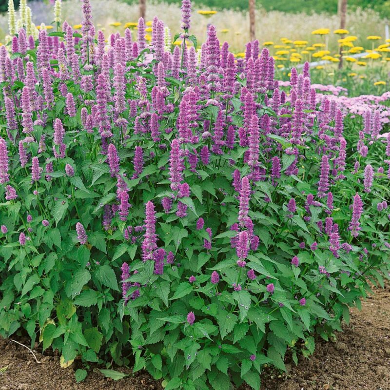 Flowers Agastache Heirloom Seeds