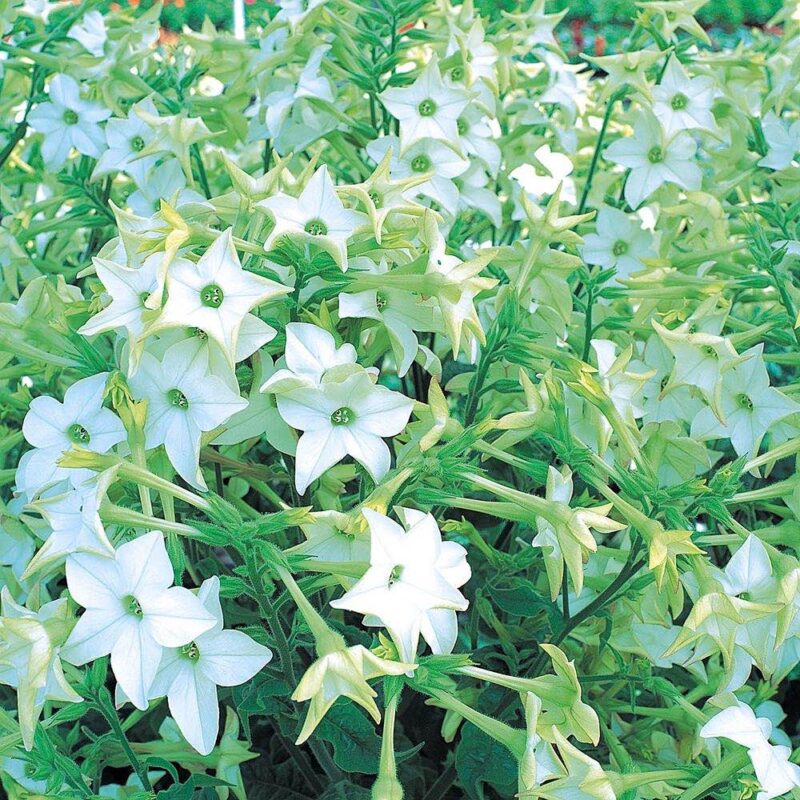 Flowers White scented nicotiana Heirloom Seeds