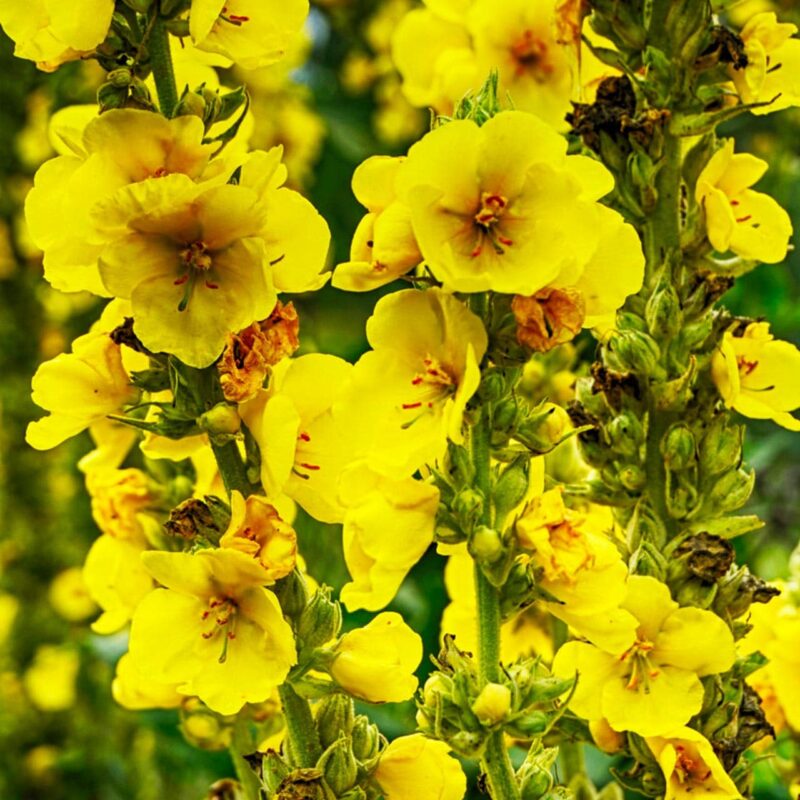 Herbs Mullien Verbascum Heirloom Seeds