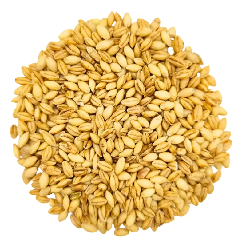 Barley Seeds