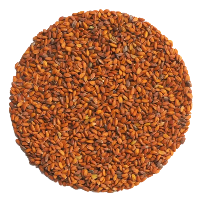 Cress Seed