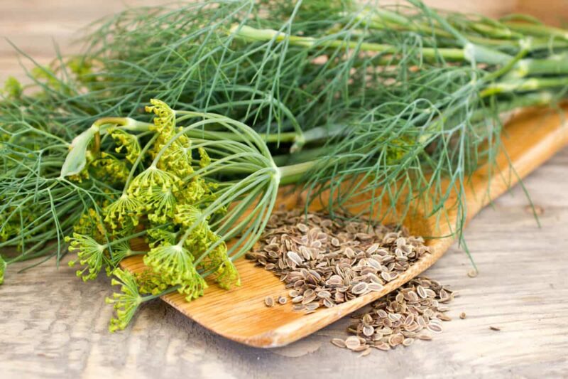 Dill Flower Weed Seed