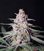 Peyote Critical Clone