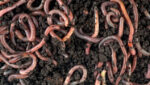 Red Wigglers Composting Worms (Eisenia fetida)