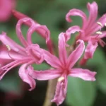 Amaryllis Nerine Filifolia - Pink - 12 bulbs