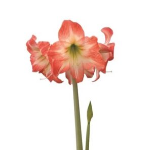 Amaryllis Sonata - Daiquiri - 1 Bulb