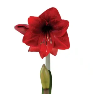 Amaryllis Sonata Single - Dynamite - 2 bulbs