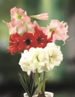 Amaryllis - Sonatini Assorted - 3 bulbs