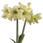 Amaryllis Sonatini - Lemon Sorbet - 3 bulbs