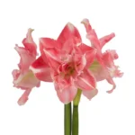 Amaryllis Symphony Double - First Love - 1 Bulb