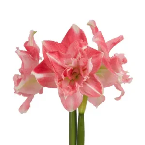 Amaryllis Symphony Double - First Love - 1 Bulb