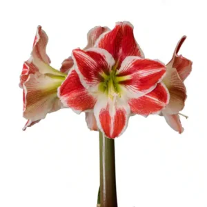 Amaryllis Symphony Single - Razzle Dazzle - 1 bulb