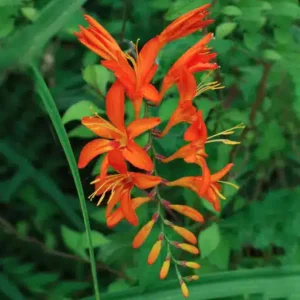 Crocosmia Jupiter - Orange - 10 bulbs