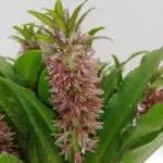 Eucomis vandermerwei - 5 bulbs