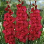 Gladioli - Plum Tart - 10 bulbs