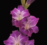 Gladiolus - Gladioli - Purple Blue